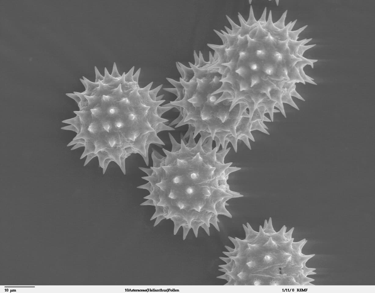 Pollen zone - Wikipedia