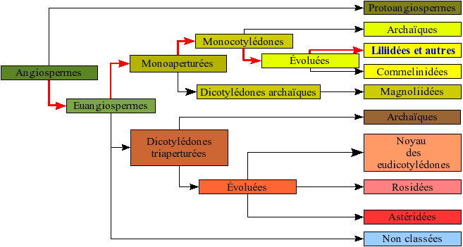 Zostère — Wikipédia