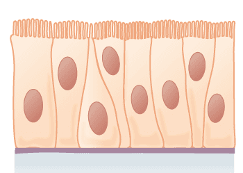 Épithélium pseudostratifié — Wikipédia