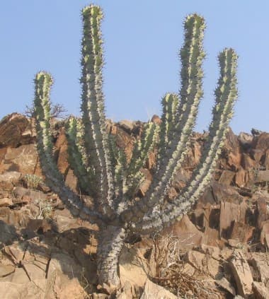 Xérophyte — Wikipédia