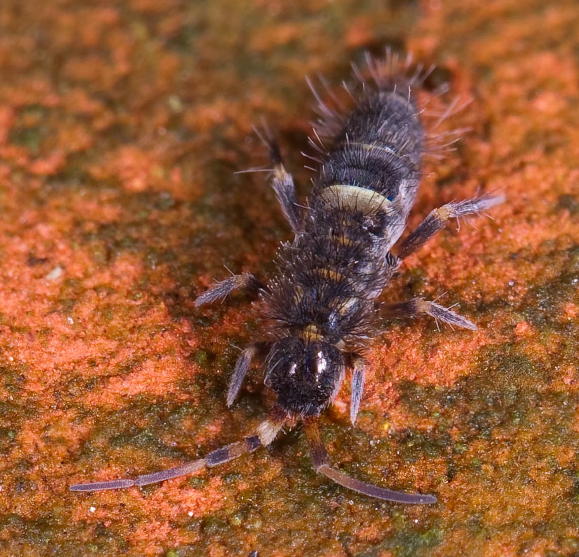Springtail - Wikipedia