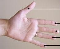 Digit (anatomy) - Wikipedia