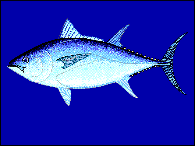 Thunnus maccoyii — Wikipédia