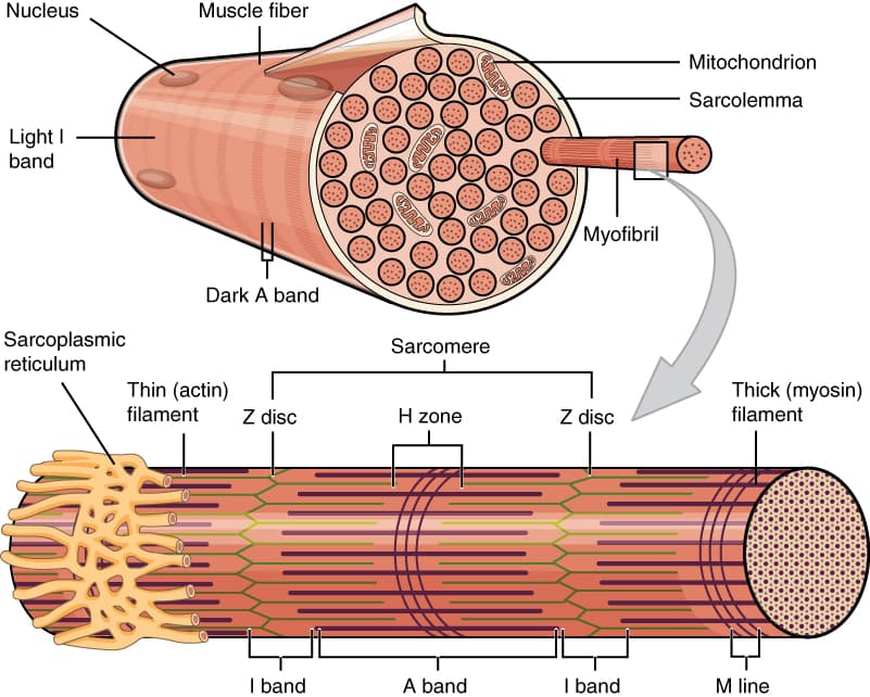Cataplexy - Wikipedia