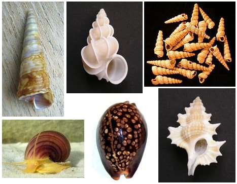 Gastropoda — Wikipédia