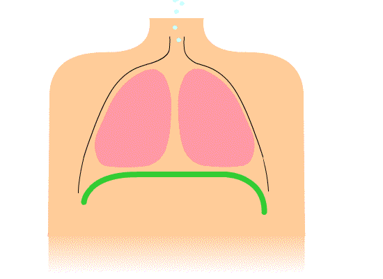 Ventilation pulmonaire — Wikipédia