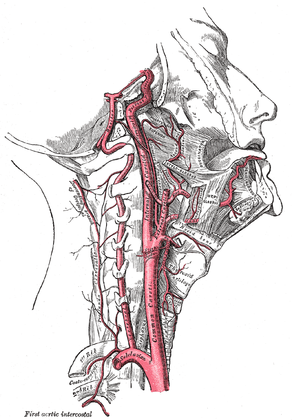 Carotid sinus - Wikipedia