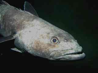 Antarctic toothfish - Wikipedia