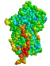 Alpha-1 antitrypsin deficiency - Wikipedia