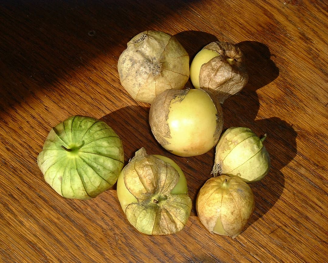 Tomatillo - Wikipedia