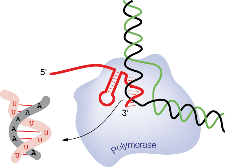 Terminateur (génétique) — Wikipédia