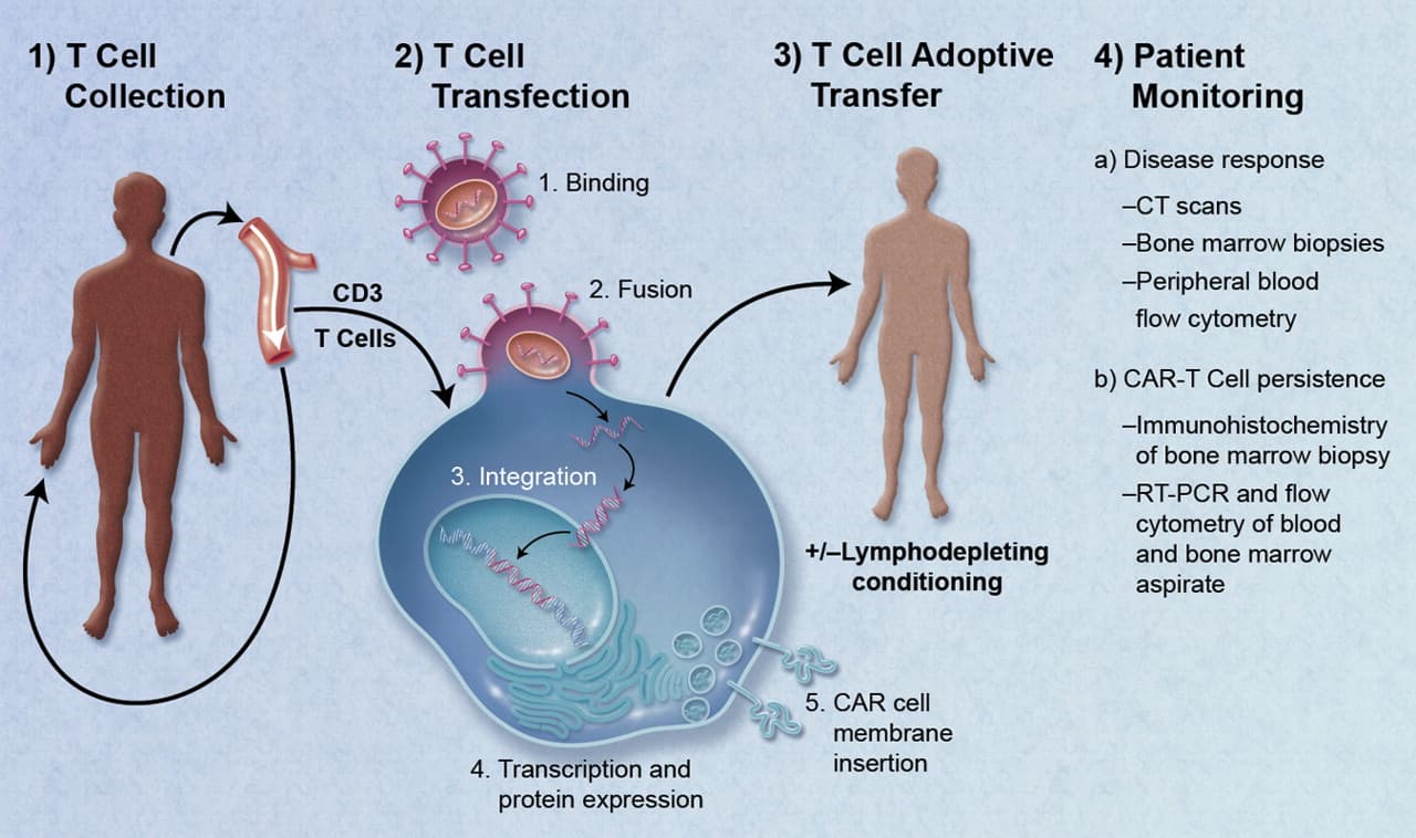 Adoptive cell transfer - Wikipedia