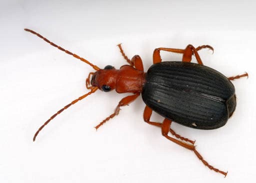 Bombardier beetle - Wikipedia