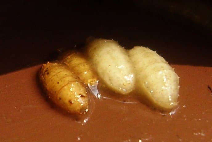 Pupe — Wikipédia