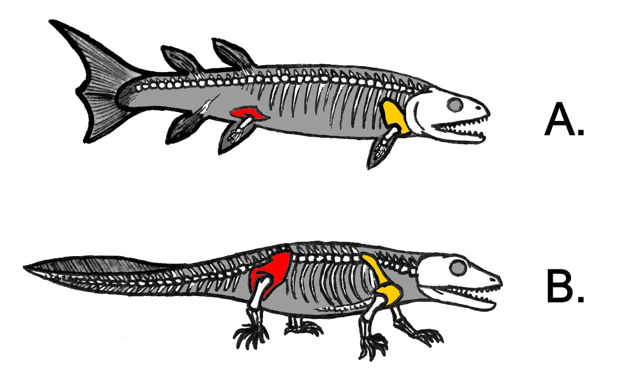 Membre chiridien — Wikipédia