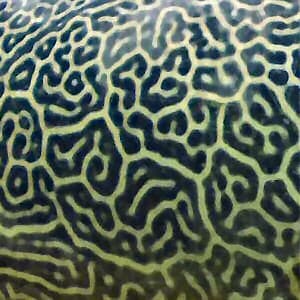 The Chemical Basis of Morphogenesis - Wikipedia