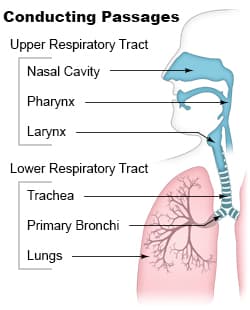 Pulmonary aspiration - Wikipedia