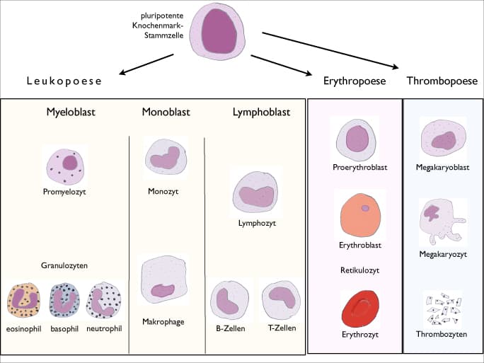Hématologie — Wikipédia
