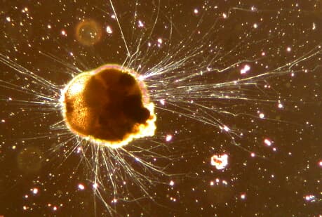 Foraminifera — Wikipédia