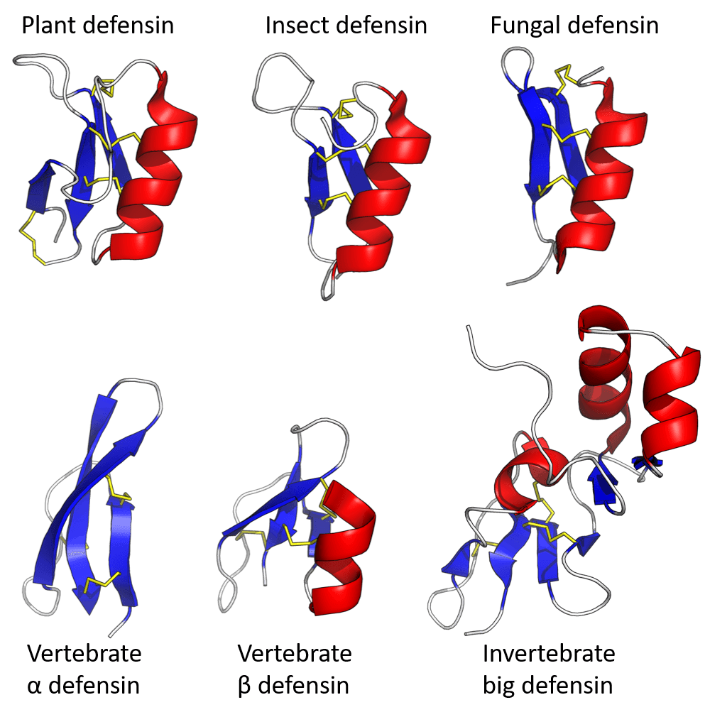 Defensin - Wikipedia