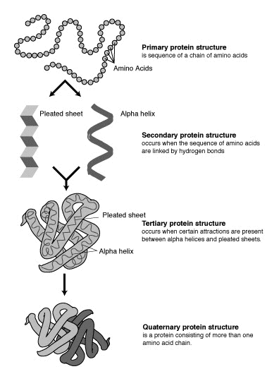 Protein structure prediction - Wikipedia