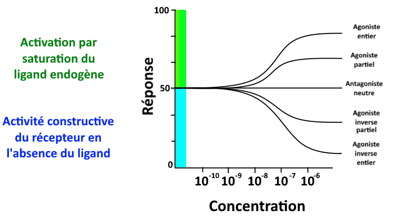 Agoniste inverse — Wikipédia