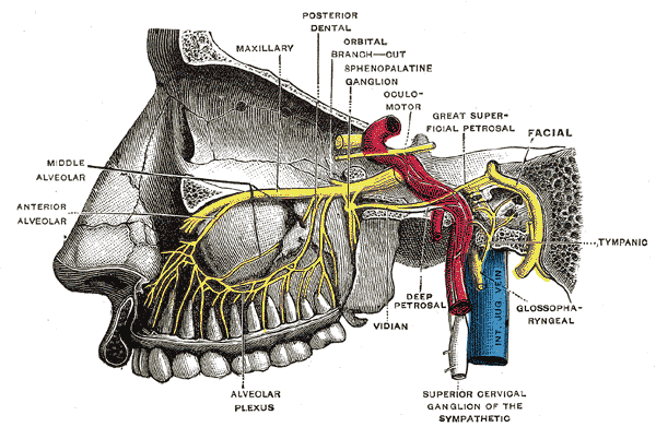 Maxillary nerve - Wikipedia