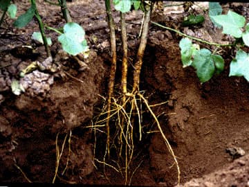 Root - Wikipedia
