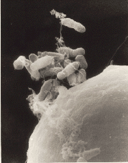 Agrobacterium - Wikipedia