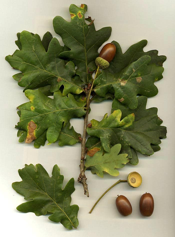 Quercus robur - Wikipedia