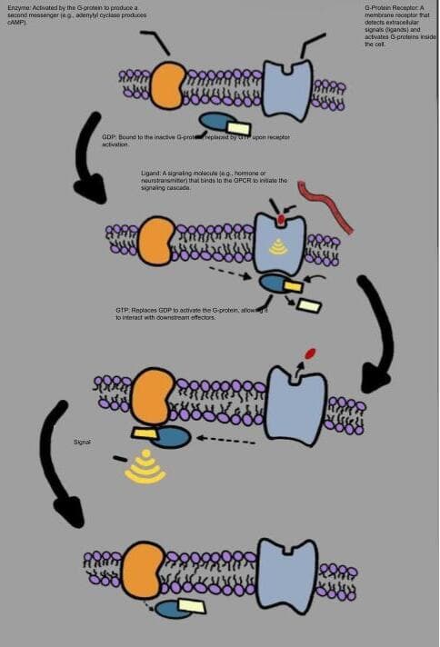 Cell signaling - Wikipedia