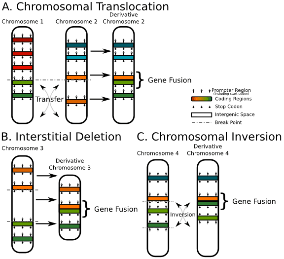 Fusion gene - Wikipedia
