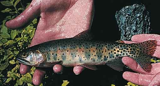 Greenback cutthroat trout - Wikipedia