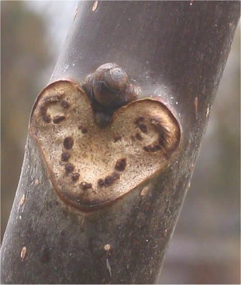 Abscission — Wikipédia