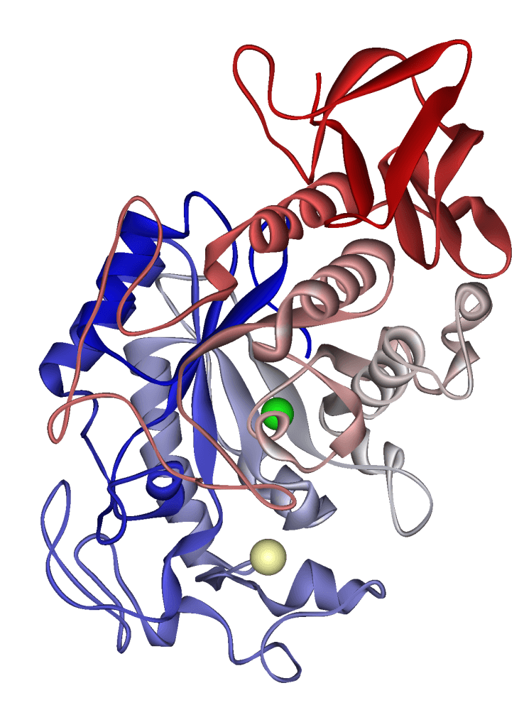 Glycoside hydrolase - Wikipedia