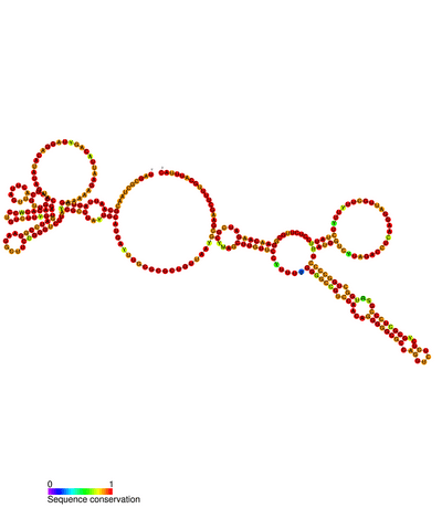 Virus du sarcome de Rous — Wikipédia