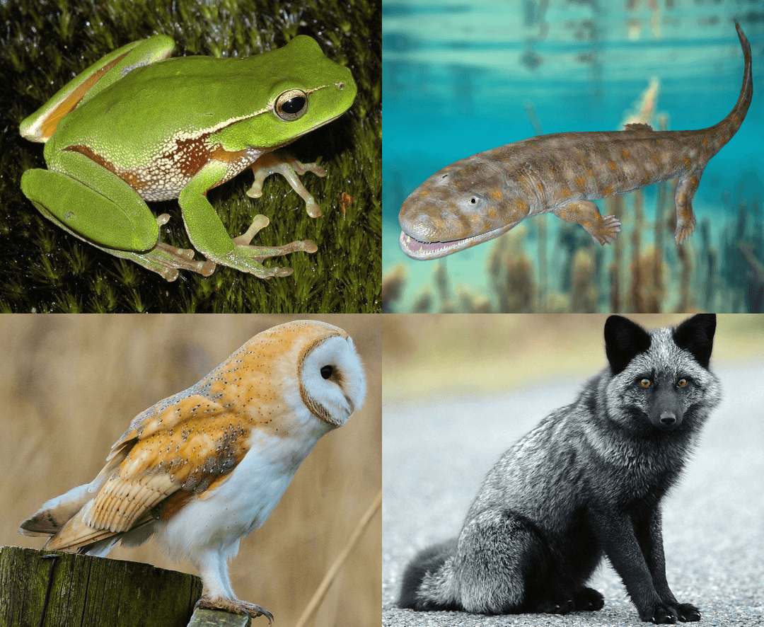 Stegocephalia — Wikipédia