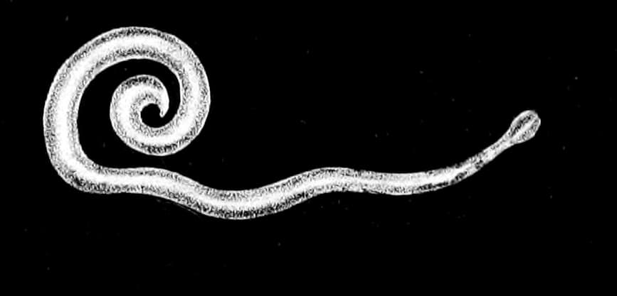 Oxyurose — Wikipédia