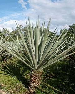 Sisal - Wikipedia
