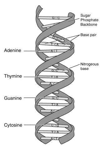 Molecular Structure of Nucleic Acids: A Structure for Deoxyribose Nucleic Acid - Wikipedia