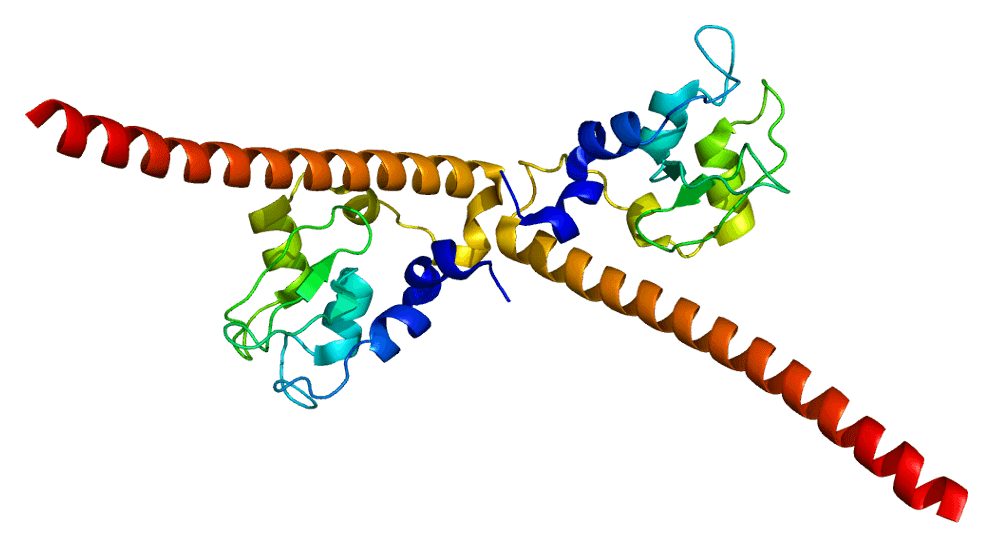 Survivin - Wikipedia