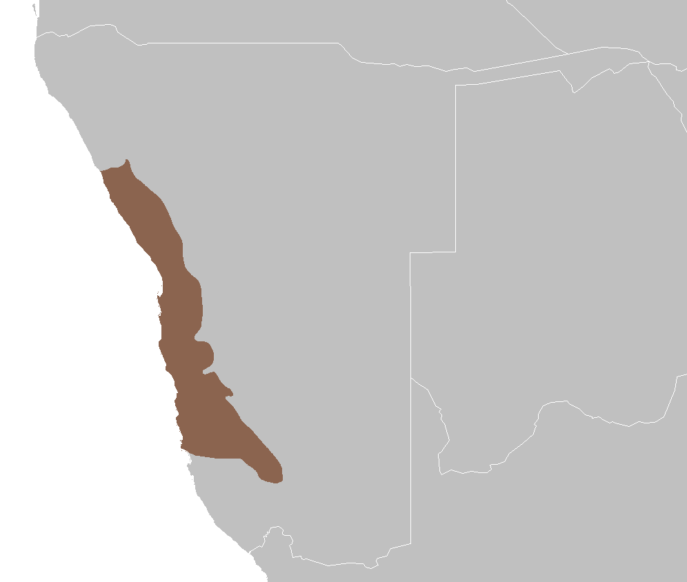 Désert du Namib — Wikipédia