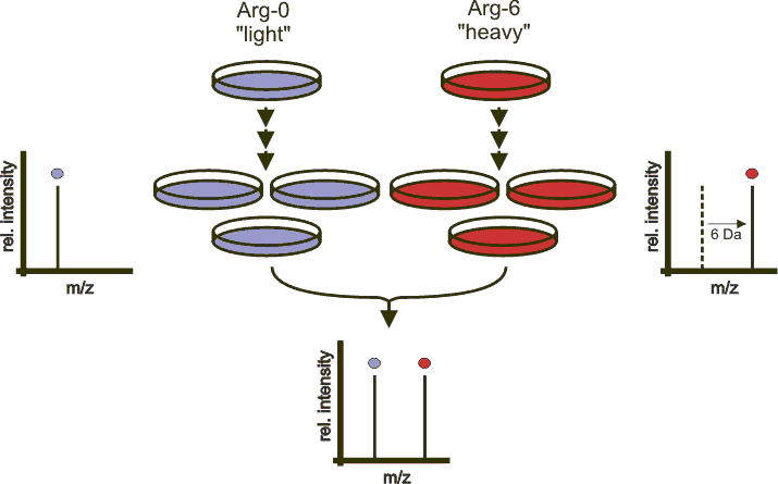 Stable isotope labeling by amino acids in cell culture - Wikipedia