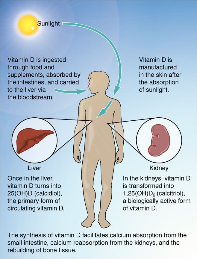 Vitamin D deficiency - Wikipedia