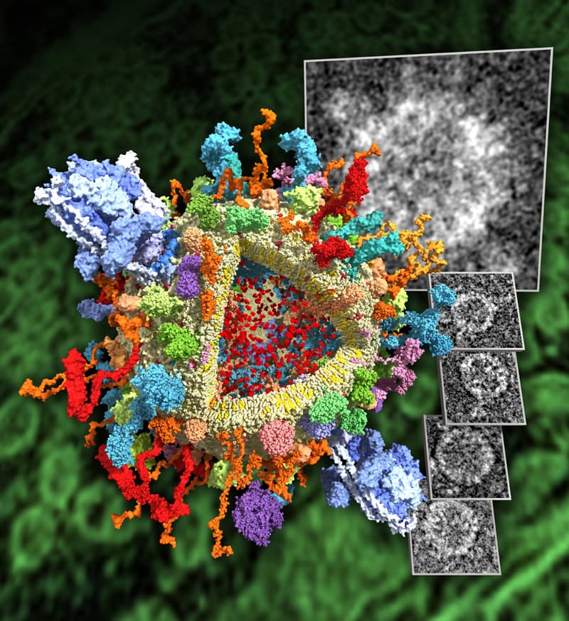 Microparticule — Wikipédia