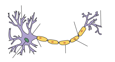 Dendrite (biologie) — Wikipédia