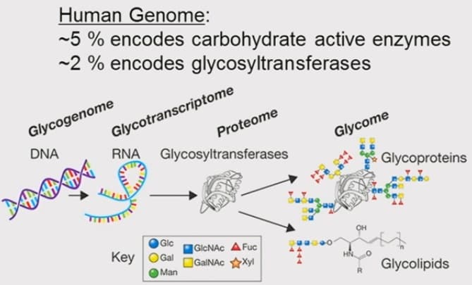 Glycome - Wikipedia