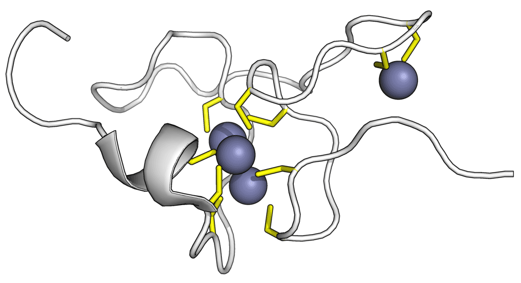 Metallothionein - Wikipedia