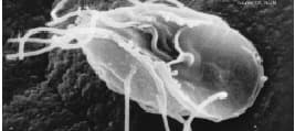Giardia intestinalis — Wikipédia