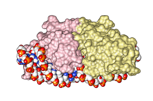 Homing endonuclease - Wikipedia